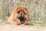CHOW CHOW 189